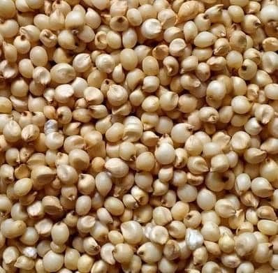 Sorghum (Jowar)