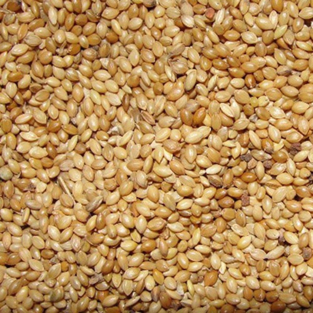Foxtail Millets (Kang)